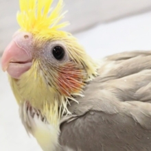 シナモンカラーにご注目～🐥　オカメインコ(シナモンパイド)