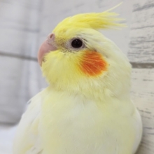 濃い黄色のルチノーさん～💛　オカメインコ(ルチノー)