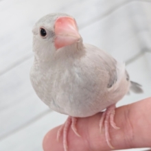 特徴的な渋いカラーリング💫　シルバー文鳥