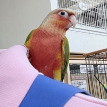 最新画像あり！　赤色が凄く情熱的～🍍　ホオミドリウロコインコ(レッドパイナップル)