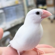 最新画像あり！　真っ白お雲～☁　白文鳥