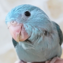 最新画像あり！　この青！たまらない～🔵　マメルリハインコ(ブルー)