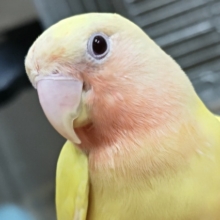 最新画像あり！　黄色が輝いてます～💛　コザクラインコ(ルチノー)