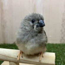 おチビのキンカ鳥さん登場です✨　キンカ鳥　ノーマル