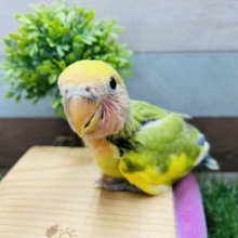 コザッ♪とカメラ目線が可愛いんです！！コザクラインコのタイガーチェリー！