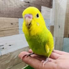 ベビーフェイス♡綺麗なスパングルセキセイインコ☆