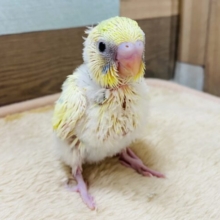 テクテク歩いて元気いっぱい☆セキセイインコパステルカラーレインボーパイド♪