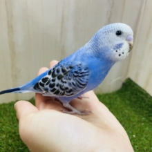 最新画像になりますよ！魅惑のブルー×華やかな黒模様のセキセイさん💓　セキセイインコ　オパーリン