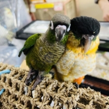 期間延長‼︎可愛い子まみれの中型インコフェアー!