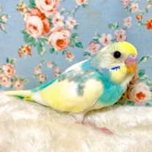 セキセイインコ  パステルレインボーパイド  🍋🫧💠‪ .*゜  3/9