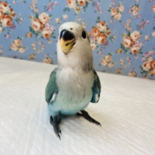 明るいグリーンが最高です💚手乗りコザクラインコ(シーグリーン)💚