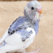 大きなお口で歌うかな～～　セキセイインコ　パイド☆
