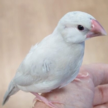 【動画更新です🪄】あっという間に大きくなるよ！シルバー文鳥 ヒナ