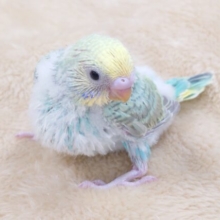 ラムネっぽい爽やかさん☆　セキセイインコ　レインボー～～