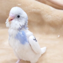 ちょっと歌ってみましょうか？？　セキセイインコ　パイド～～