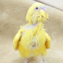 破裂しちゃうかも。。セキセイインコ　ルチノー～～