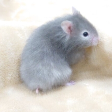 ふりふり～～ハムけつふりふり～～　ゆっぷりハム　セーブルハムスター～～