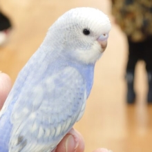 最新画像になります☆　祝っ！わた毛ぱんつ卒業～～♬　セキセイインコ　スパングル～～　
