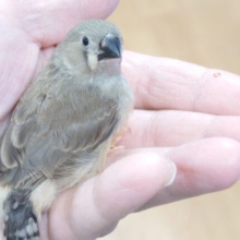 最新画像になります☆　小さなお顔で　ドヤ顔発動☆彡　キンカチョウ～～