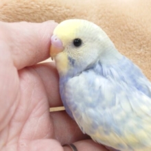 瞳くりっくり～　恥ずかしがり屋のセキセイインコ☆　パステルレインボースパングル～～