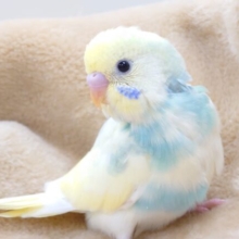 おっとり～マイペースなヒナ　セキセイインコ　パステルレインボーパイド～～
