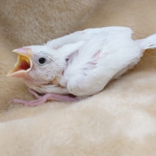 ぱっか～～ぁん♫　大口の　白文鳥～～