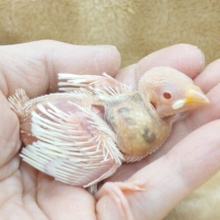 文の夢はーーｽﾃｷな秘密基地をみつけること～　アルビノ文鳥～～