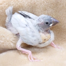 好奇心強め、一人遊び得意かな？？。。でも、やっぱりかまってーーー　シルバー文鳥～　