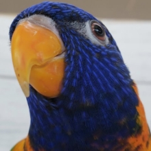 最新画像更新！色とりどりのとりさん～🌈　アカエリゴシキセイガイインコ