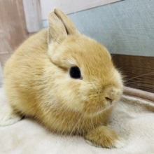 とろ〜ん♪とした表情が可愛いコ！ネザーランドドワーフのオレンジ！