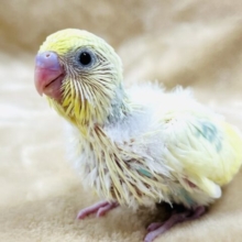 きゅるんっとした瞳がチャームポイント☆セキセイインコ(パステルレインボーパイド) ヒナ