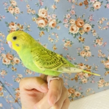 元気い〜っぱい💛手乗りセキセイインコさんです💚