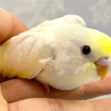 珍しい❗️ダブルファクターセキセイインコ(クリーム) 2023年3月生まれ
