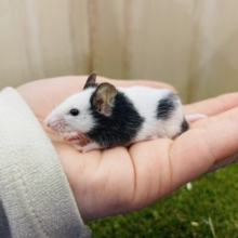 ちびっこネズミさん知っていますか！？　パンダマウス　男の子