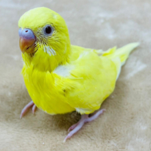 キリッと顔のたまごちゃん🐣セキセイインコ(ルチノー)