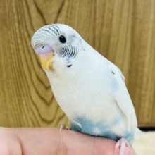 【最新画像更新🪄】積極的にアピールするぞ〜〜♪セキセイインコ(ハルクイン) ヒナ