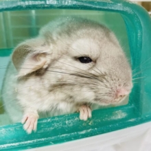最新画像になりますよ‼️壁ドンっ✨目線をこっちに〜😝　チンチラ　シナモン　男の子
