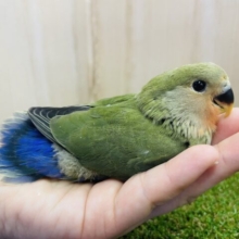 守ってあげたくなる可愛さ💓ふんわり優しい印象のコザクラさん！　コザクラインコ　ノーマル