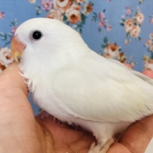 天使が舞い降りた..🤍手乗りコザクラインコのヒナちゃんです🤍