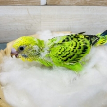 綺麗なグリーンに黒い模様の人気カラー！セキセイインコのオパーリン！