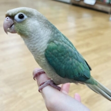 甘ったれインコちゃん♡人が大好き♡ウロコインコ(ブルーシナモン)