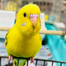 【最新画像・動画更新🪄】個性が光るんです☆☆　翼がｷﾚｲ～～　セキセイインコ　ハルクイン～～