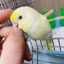 1人餌です！最新画像になりますよ！！お久しぶりのクリーミーさん💓　セキセイインコ　クリームルチノー