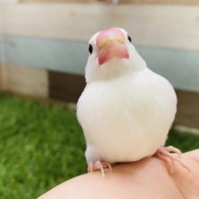 最新画像有り☆人気のある鳥さんです♪白文鳥ヒナやってきました！