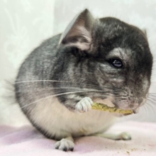 食いしん坊‎🤍チンチラ(グレー) 2022年 9月