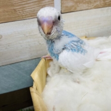 白い羽に明るいブルーがお似合いなヒナさん！セキセイインコのパイド！