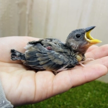 最新画像になりますよ‼️元気にアピール🫶ちびっこ文鳥さん！　桜文鳥