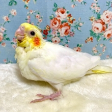 オカメインコ   ルチノー  (●･θ･)  3/19