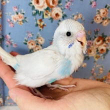 キュートなお空色💙セキセイインコ(ダブルファクター)