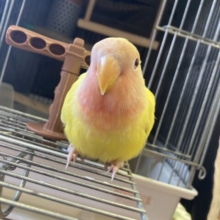 人が大好き🧡手が大好き🧡甘えんぼ🧡コザクラインコ(ルチノー)🧡